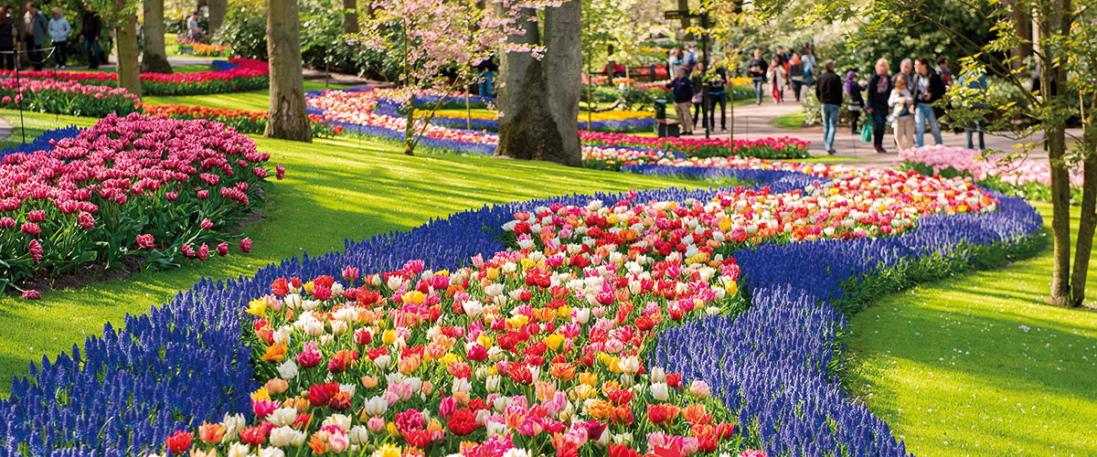 Keukenhof Gardens in full bloom